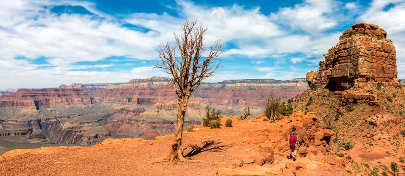 A Young Tree Surving in the Bleak Stone Desert of Grand Canyon, picture taken from South Kaibab Hiking Trail, Arizona/USA