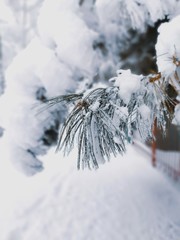 snow on a pine branch