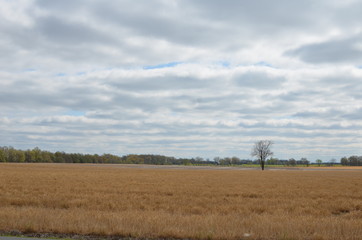 Fototapeta premium Alone in a field