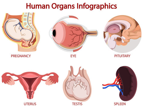 Human organs Infographics isolated on white background
