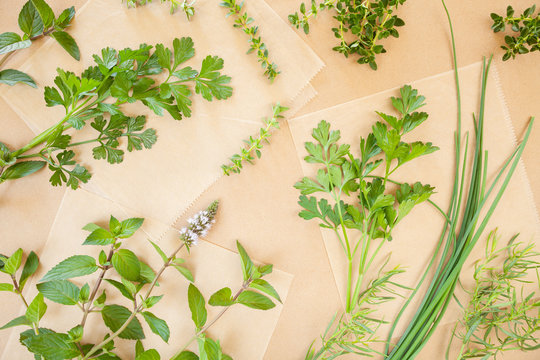 Fresh herbs cilantro chives mint thyme and taragon on brown paper background