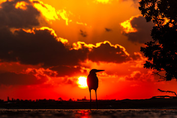 Bird at sunset orange sky 