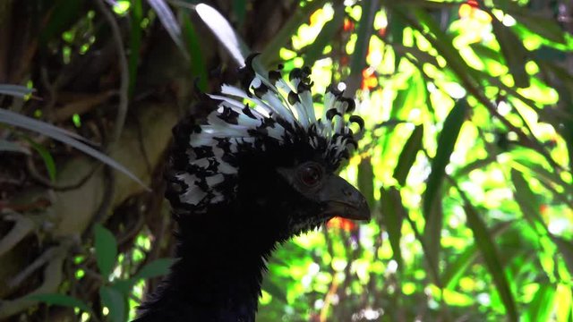 Detail portrait of bird Big Crax. A crest is presented on the head, represented by noticeably curved feathers.