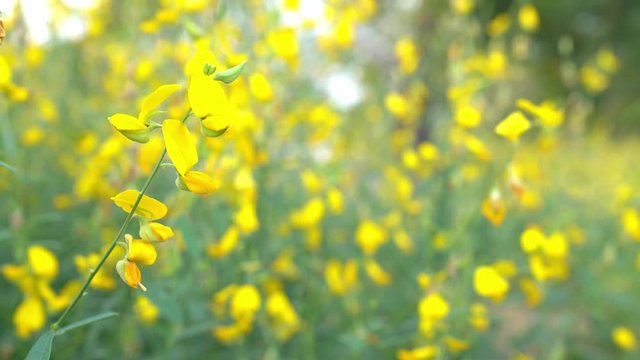 Sunhemp or Crotalaria juncea,yellow flower field blooming on evening sun