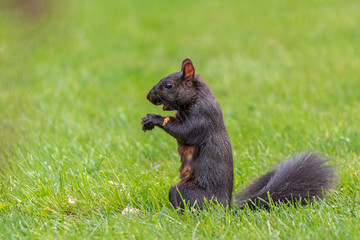 Naklejka na ściany i meble Black squirrel eating a nut