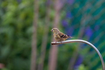 American goldfinch perched on backyard water dripper