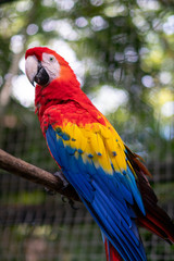 large adult macaw