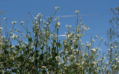 The blossoming pea flowers