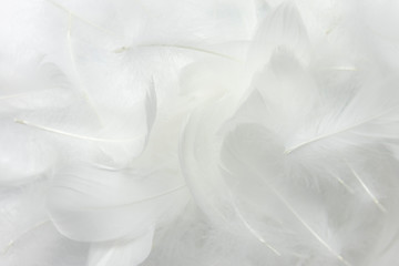 Soft white feathers background