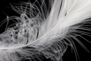 closeup soft white feather background