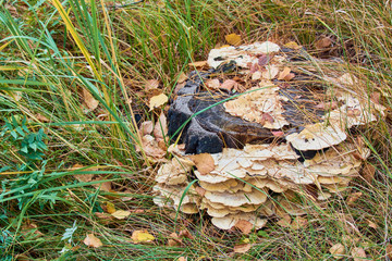 Group of inedible mushrooms grows on old stump near green grass.