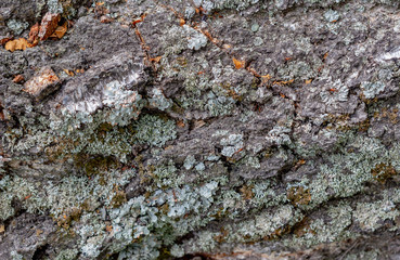 The old birch bark is covered with gray moss. The relief bark reminds a view of high mountains....