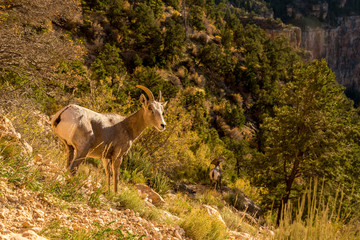 Bighorn Sheep in the Grand Canyon smiling at the Camera, Arizona/USA