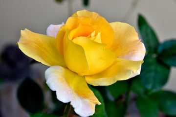 Hermosa rosa amarilla en macrofotografia