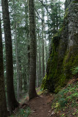 Moody Forest in Pacific Northwest