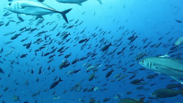 Tuna fish close-up in underwater marine life of sea creatures in Pacific Ocean on Galapagos Islands Group. School of tuna fish swimming in fresh water.