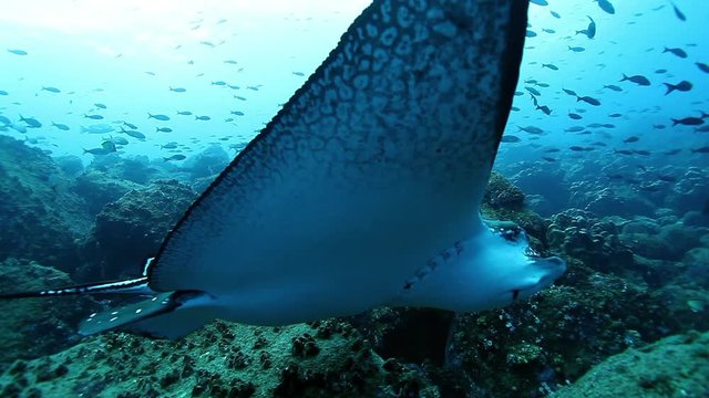 Undewater giant manta rays swims on background of seabed in Pacific ocean. Amazing underwater video close up. Concept of large flow of underwater sea life and wildlife in blue lagoon.