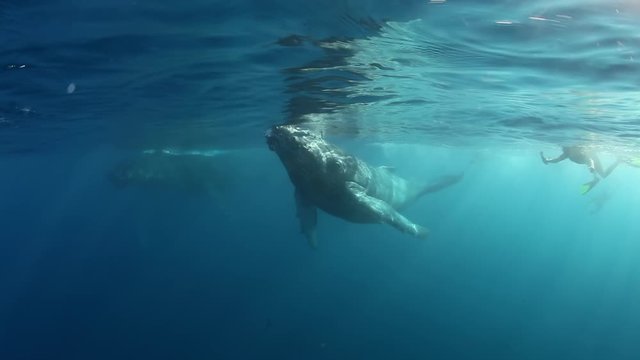 Whale calf Humpback swims with mom swims near people. People are near marine creature friendly sea animals Megaptera Novaeangliae whale underwater in pure transparent water in ocean.