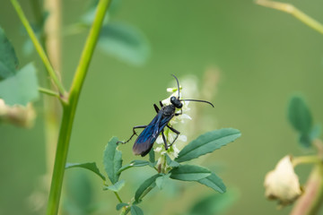 Great Black Wasp on Sweet White Clover Flowers