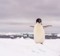 Portrait of an Adelie penguin with flippers open on an ice floe in Antarctica