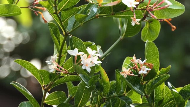 Flower of Carunda or Karonda Fruit on tree 
