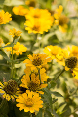 pequeñas margaritas en una tarde de verano