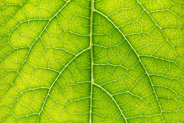 Naklejka na ściany i meble Close up of backlit Beautiful Pattern Green leaf