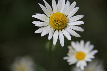Wildflower Daisy in a Midwest Field