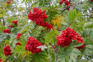 Rowan close-up. The fruits of a juicy mountain ash under the autumn sun. Beautiful mountain ash with tassels of ripe red berries in early autumn. A tree blooming with rowan berries in the fall. Autumn