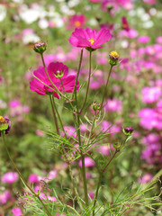 Pink flowers in the garden