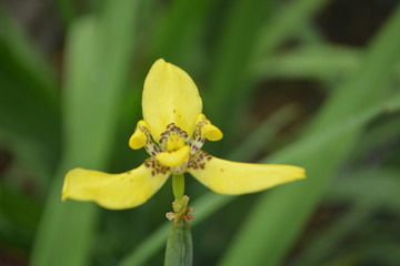 Yellow Grown Orchid Full Bloom