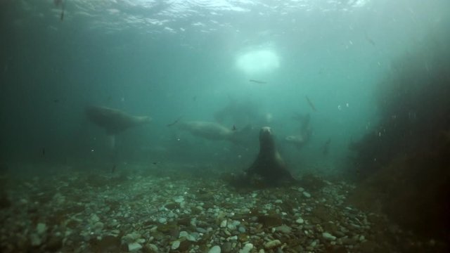 Northern sea lion mammal animal underwater in muddy water of Sea of Okhotsk. Group of Seals underwater of Sea of Okhotsk. Family seals of wild nature. Concept of pinniped animals underwater.