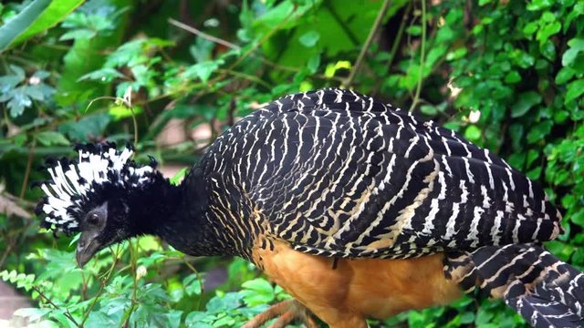 Detail portrait of bird Big Crax. A large bird from the Gokko family.