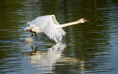 Swan flying
