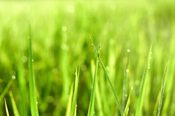 Close-up Morning dew on the rice leaves and sunlight. Texture nature background