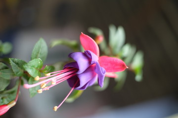 Beautiful Fuchsia flowers in full bloom. Pink and purple colours. close up view