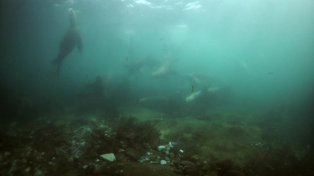 Northern sea lion mammal animal underwater in muddy water of Sea of Okhotsk. Group of Seals underwater of Sea of Okhotsk. Family seals of wild nature. Concept of pinniped animals underwater.