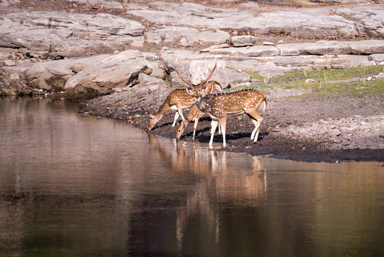 Deers are drinking water