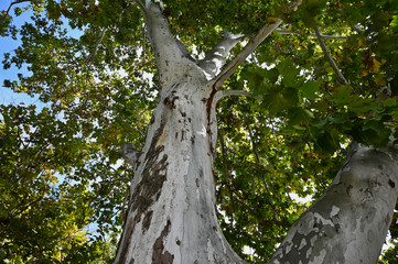 Fototapeta premium View Looking Up a Peeling Spotty Elm Tree Trunk with Green and Gold Leaves with Side Branch in Budapest Hungary