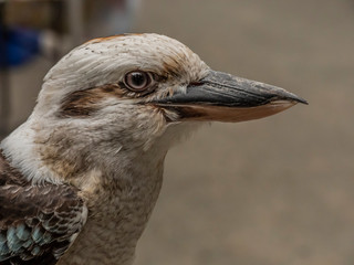 Laughing Kukaburra 005