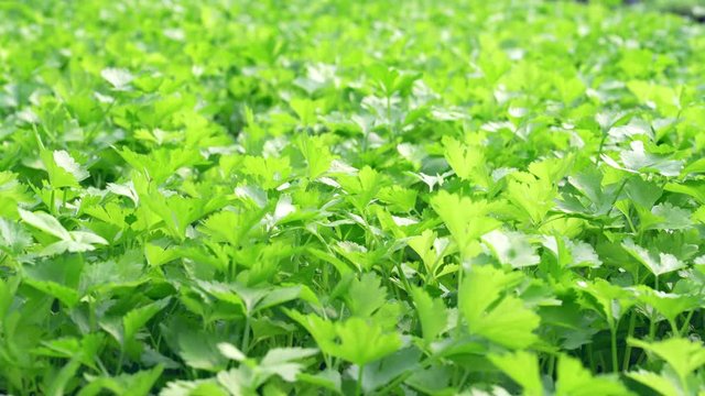 Closeup fresh celery in organic farm