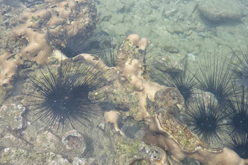 Black Sea urchin on stone in sea.