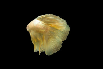 Thailand betta fish isolated on black background.
