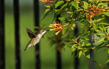 Hummingbird