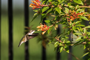 Hummingbird