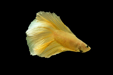 Thailand betta fish isolated on black background.