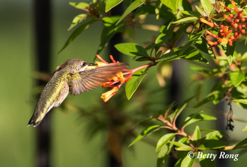 Hummingbird