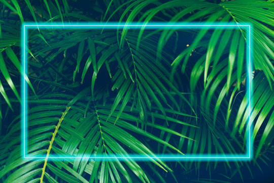 The leaves are full of small leaves, large leaves, dark green, with a light blue neon frame.