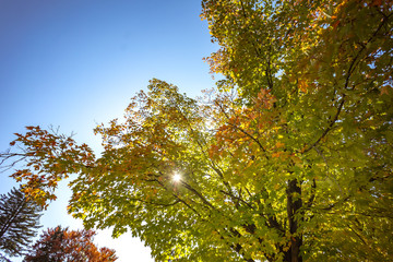 Autumn park natural landscape. Golden leaves foliage on trees in front of road in village at late Autumn