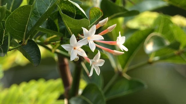 Flower of Carunda or Karonda Fruit on tree 